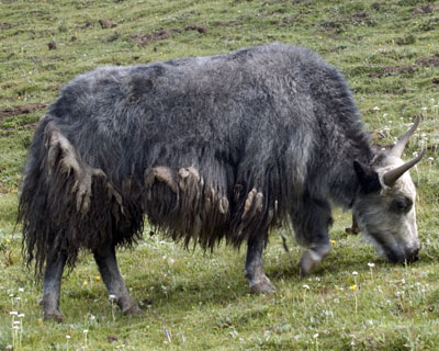 gray yak cow in Tibet